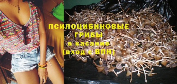 стаф Алзамай